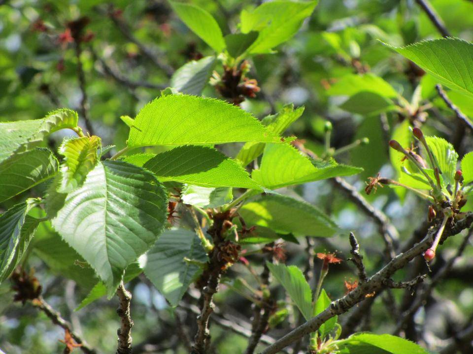 2021桜前線(№6)の写真