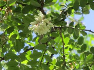 ニセアカシアの花　
