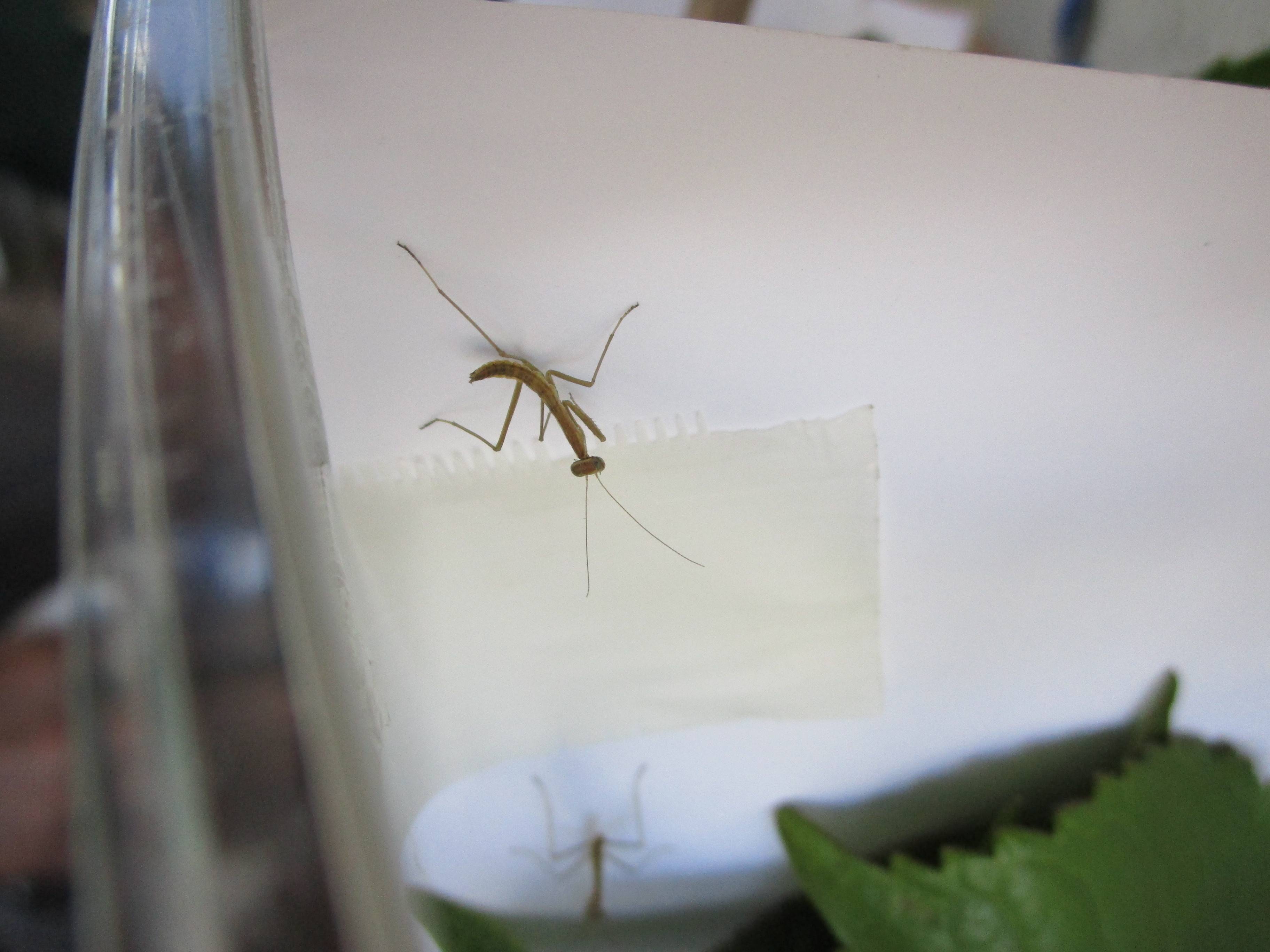 カマキリの赤ちゃんの写真
