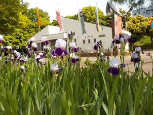 ジャーマンアイリス