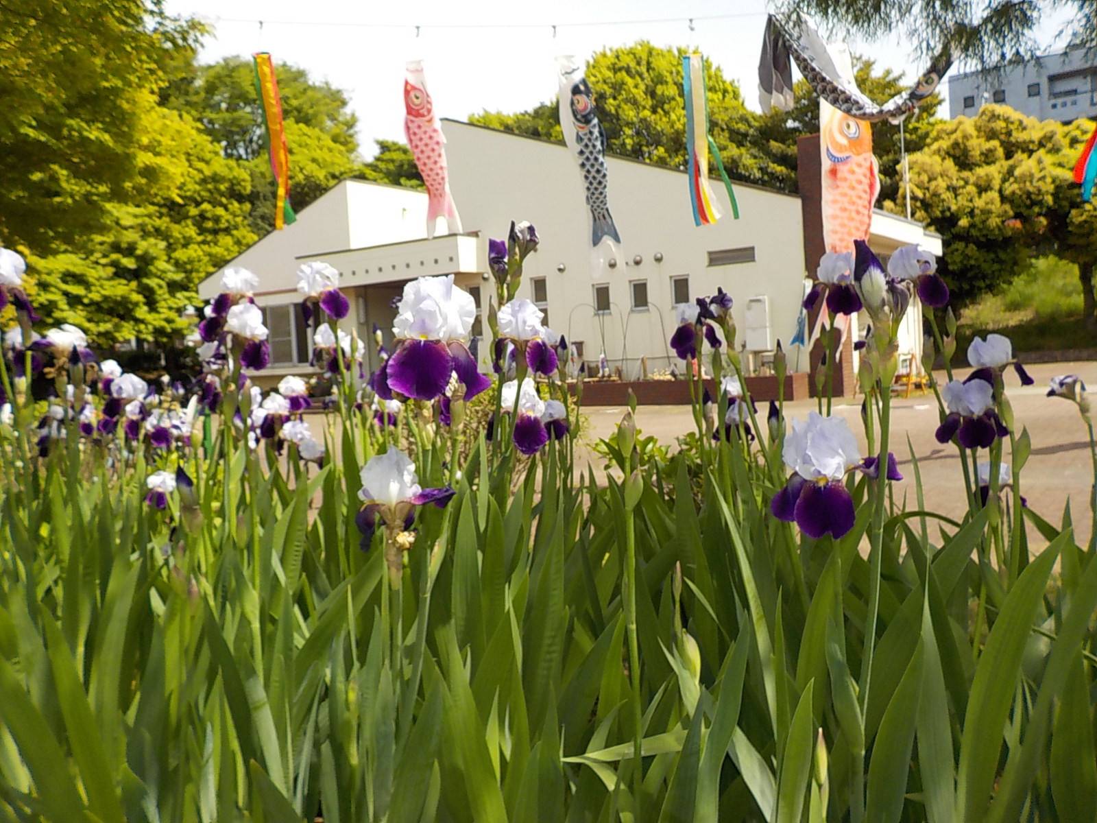 ジャーマンアイリスの写真