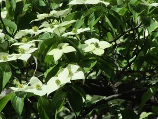 ヤマボウシの花