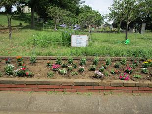 春の花植え(6月3日)