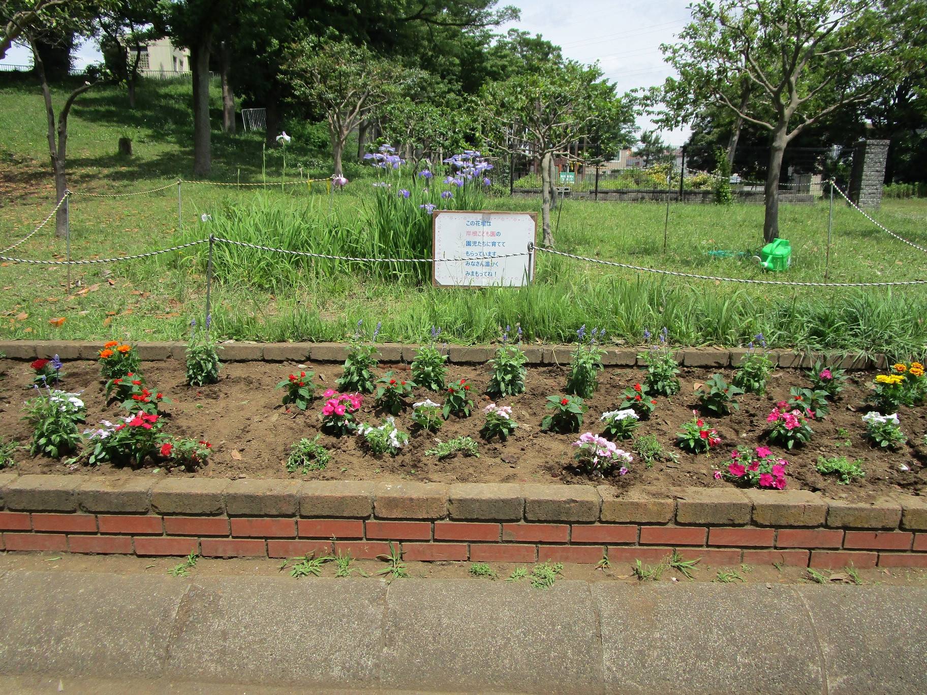 春の花植え 6月3日 ブログ 岸根公園公式サイト 公益財団法人 横浜市緑の協会