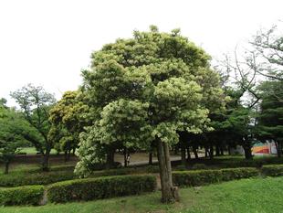 サンゴジュの花