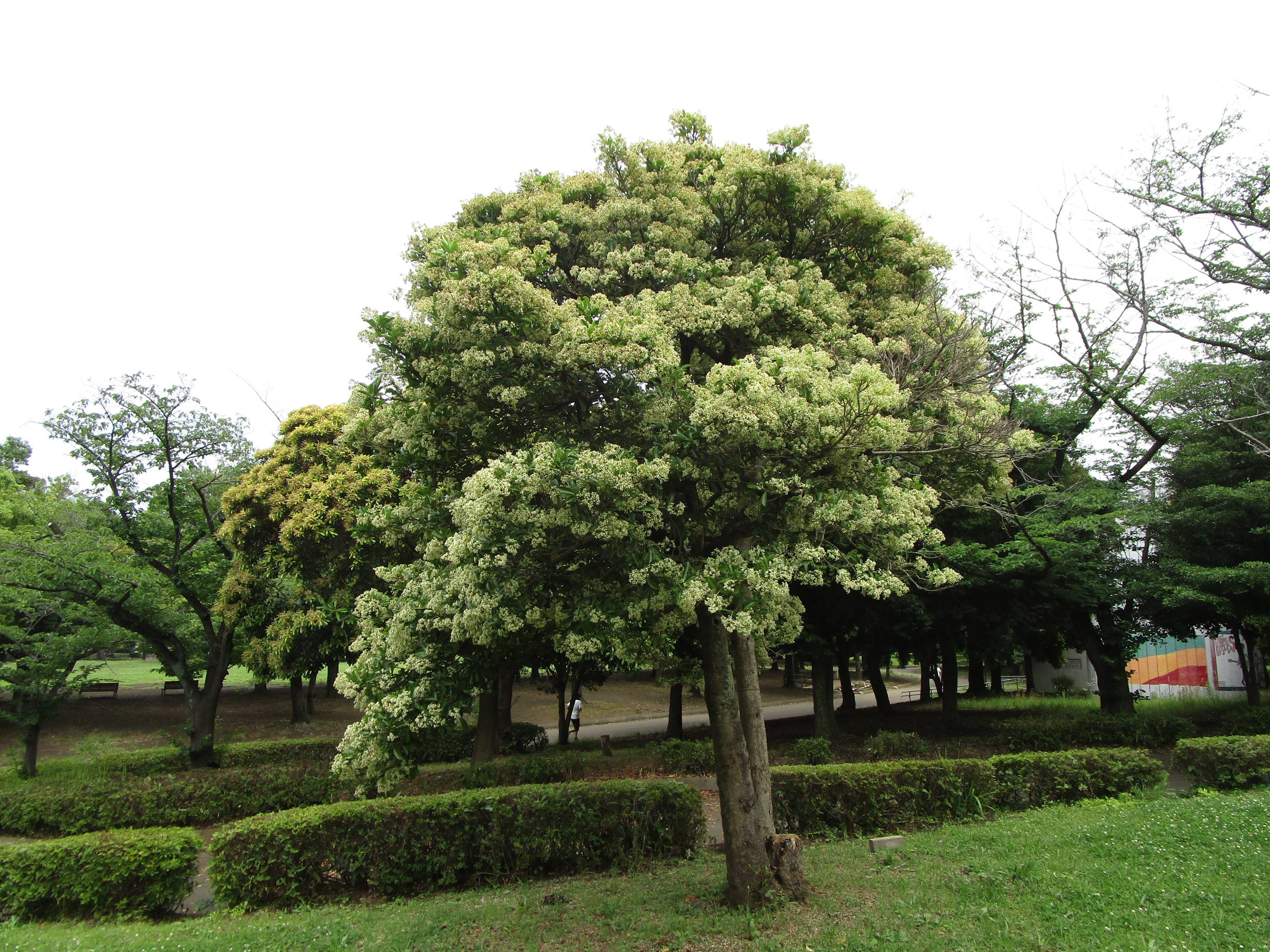 サンゴジュの花の写真