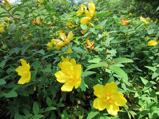 キンシバイ(金糸梅)