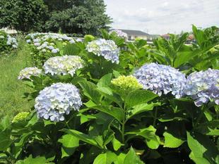 アジサイ(紫陽花)