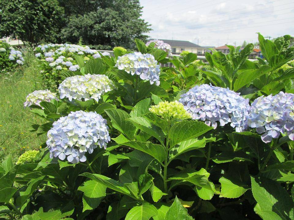 アジサイ(紫陽花)の写真