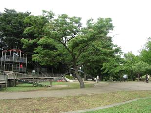 ネムノキ(合歓木)