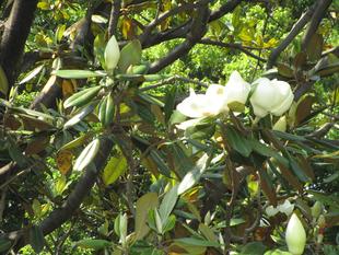 タイサンボクの花