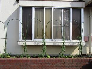 グリーンカーテンを作りました