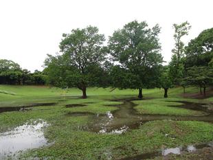 芝生広場の雨景色