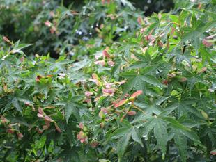 赤いプロペラなーんだ?