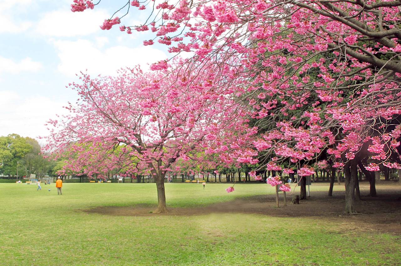 岸根公園トップ画像3