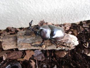 お昼寝しているのだぁれ？