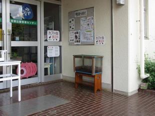 カブト虫展示中