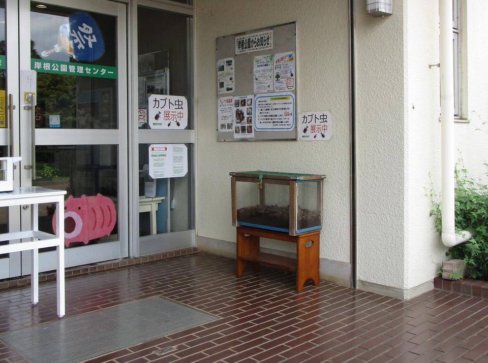 カブト虫展示中の写真