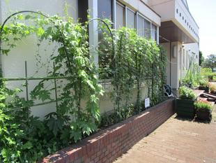 グリーンカーテンが成長しました