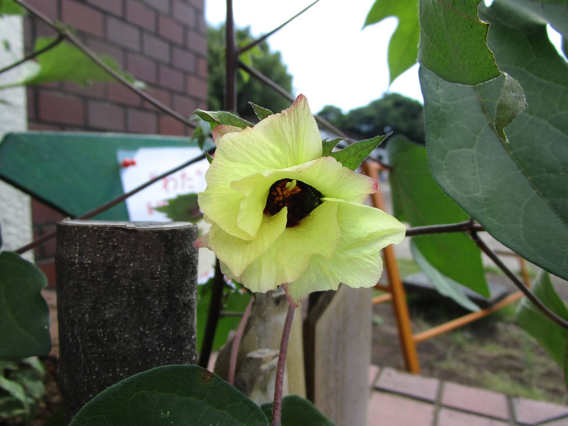 この花な~んだの写真