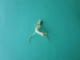 カマキリの脱皮