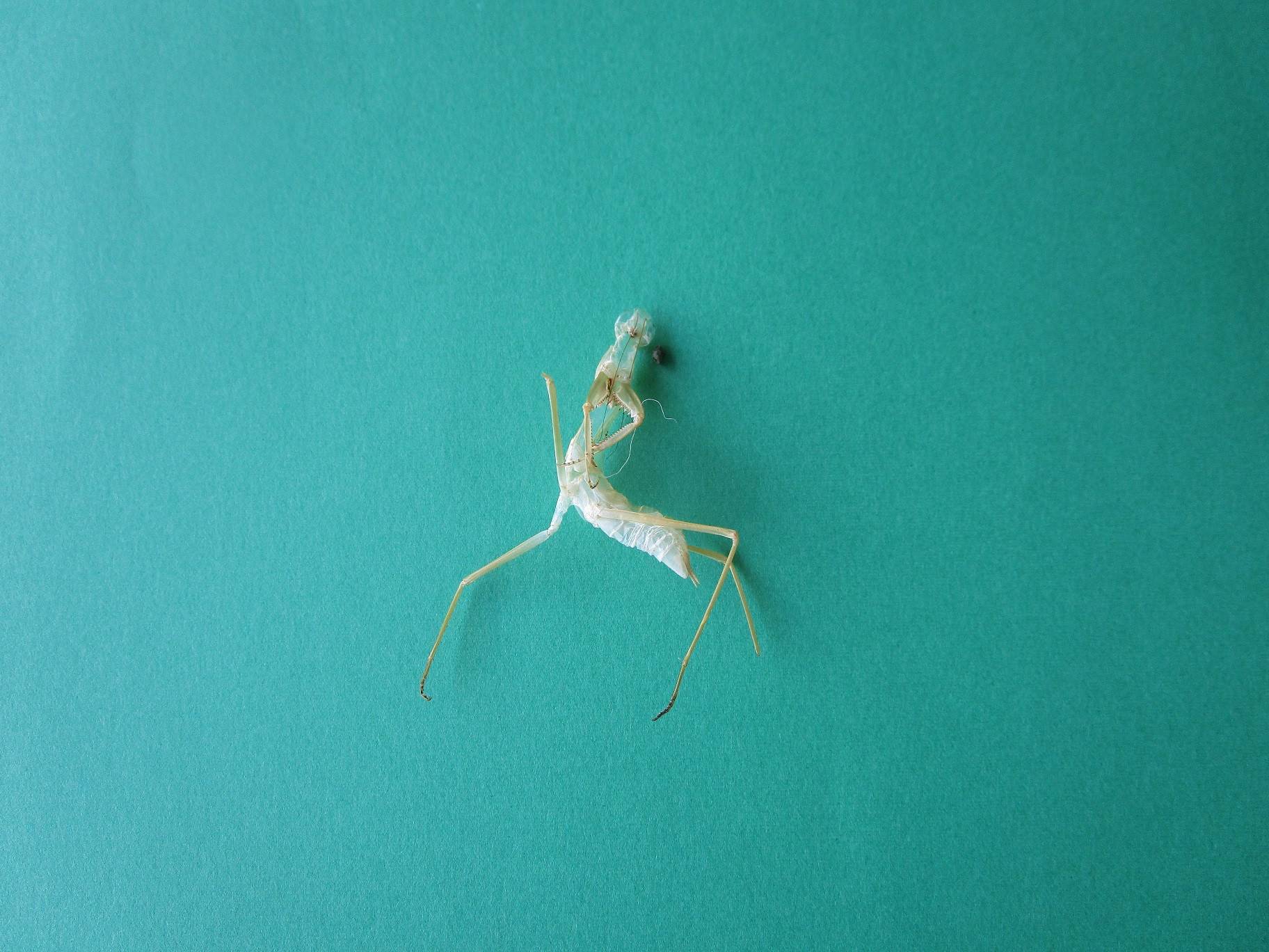 カマキリの脱皮の写真