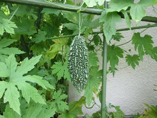 ゴーヤが実りました