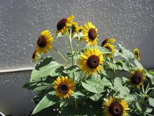 ミニひまわり（満開編）