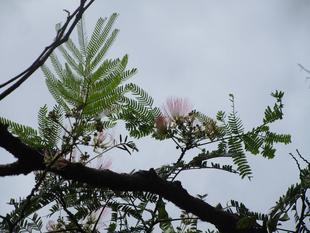 ネムノキ（合歓木）の二度咲き