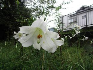 タカサゴユリ(高砂百合)