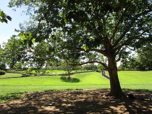 プラタナスの脱皮