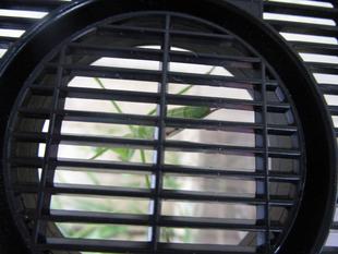 カマキリ展示中