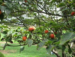 ヤマボウシ（山法師）の実
