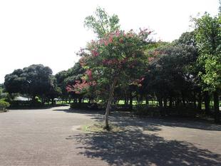 サルスベリ（百日紅）　