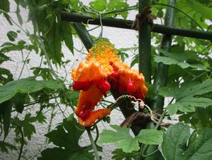 ゴーヤの種収穫