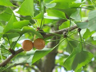銀杏(ギンナン)