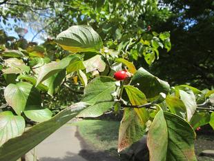 ハナミズキの実