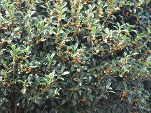 キンモクセイの香り