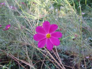 コスモス(秋桜)