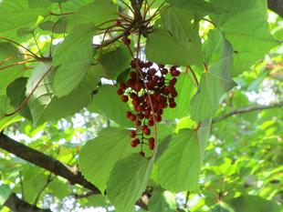 イイギリ(飯桐)