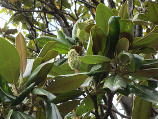 タイサンボクの実