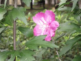 バリエーション豊富なムクゲの花