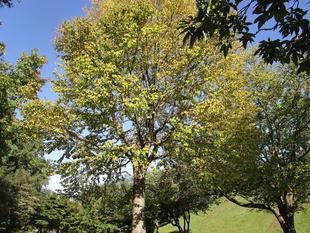 カツラの木（桂の木）