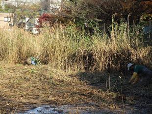 篠原池雑草駆除