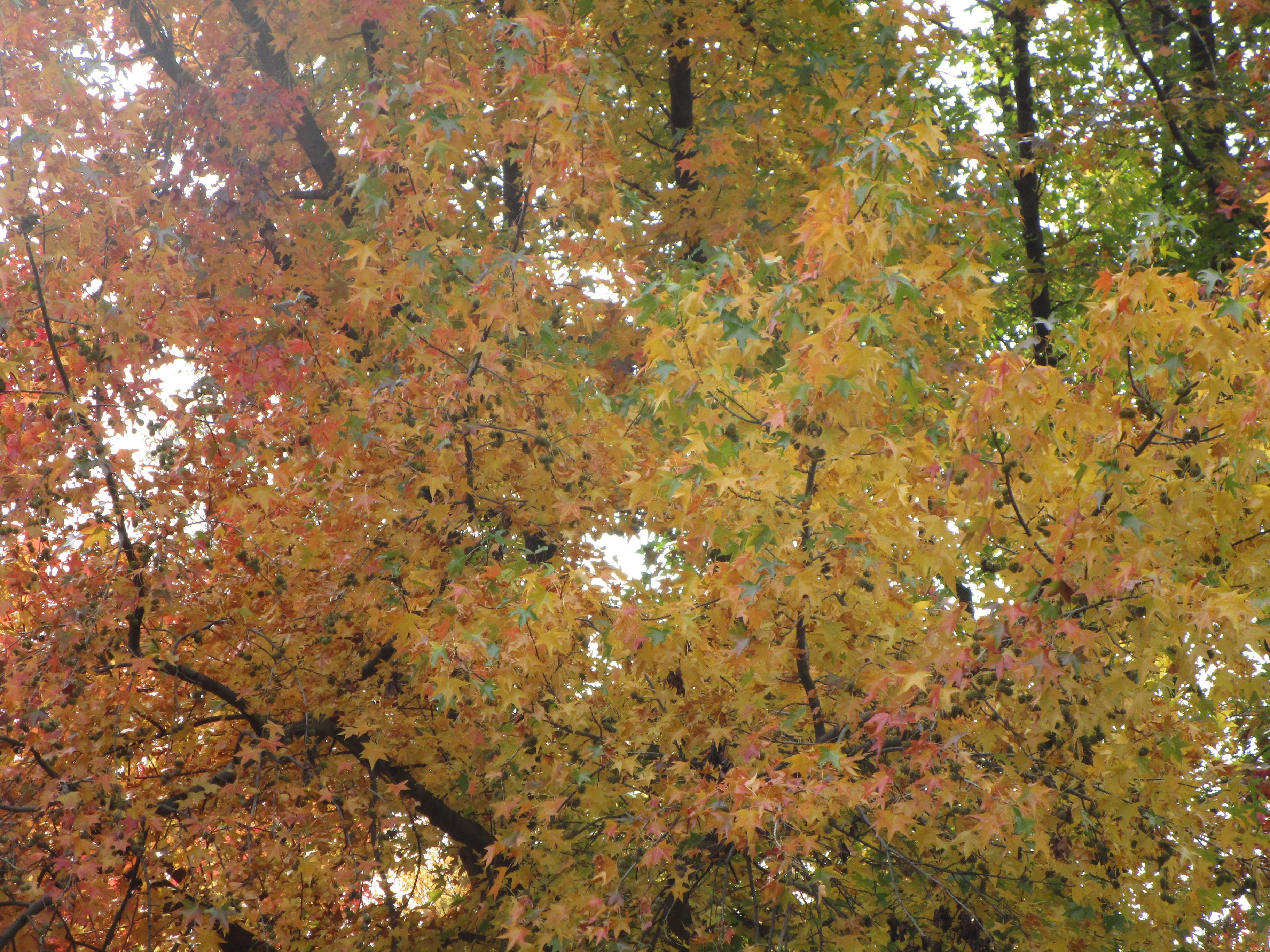 紅葉の写真