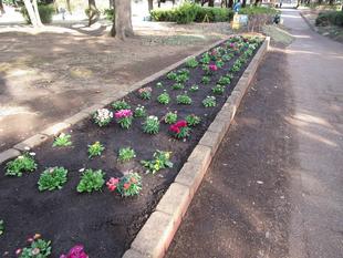 秋の花植え【その４】