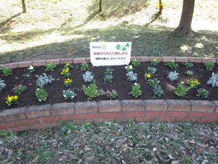 秋の花植え【その１】