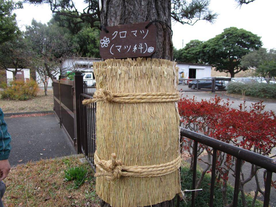 こも巻きの写真
