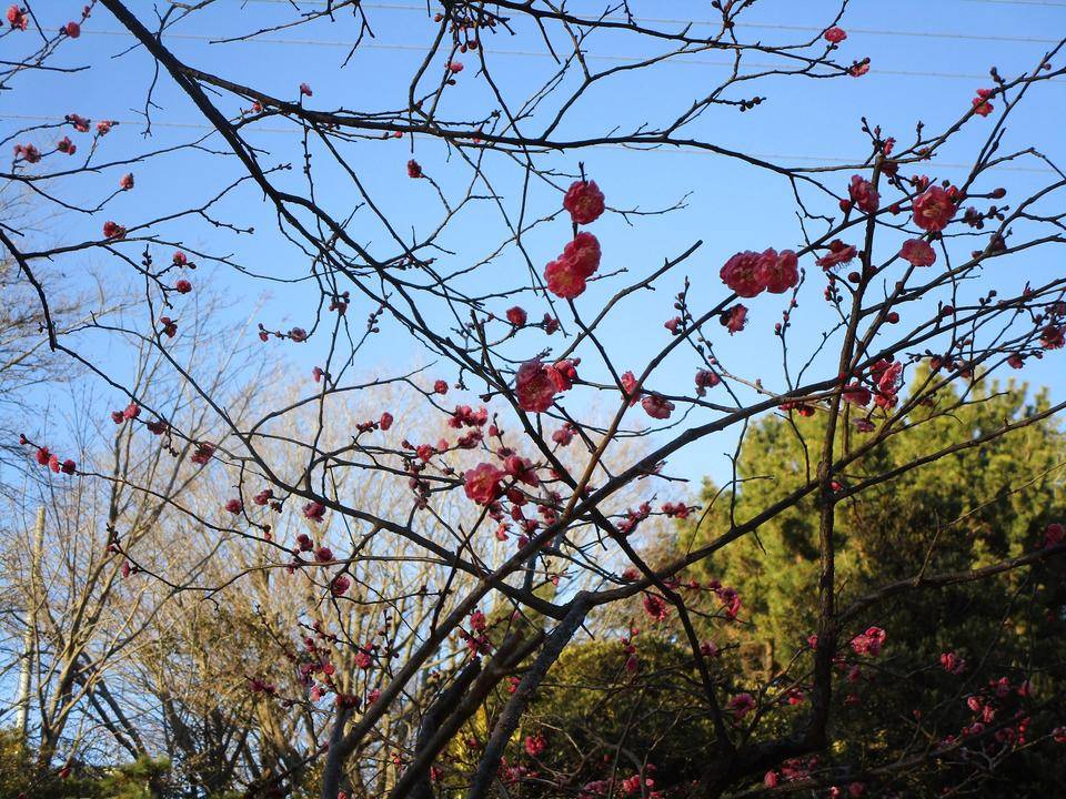 紅梅満開の写真