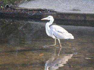 蒼鷺（アオサギ）